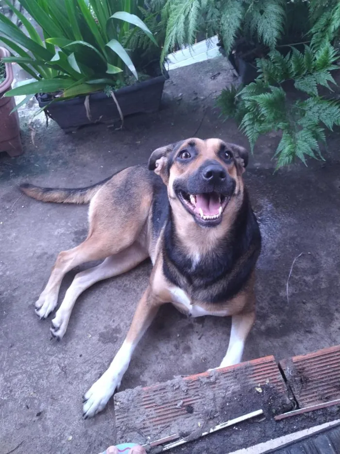 Cachorro raça SRD-ViraLata idade 6 ou mais anos nome Shamyra
