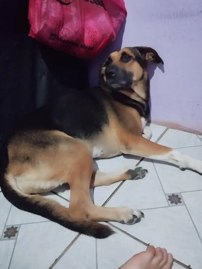 Cachorro raça SRD-ViraLata idade 6 ou mais anos nome Shamyra