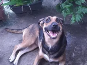 Cachorro raça SRD-ViraLata idade 6 ou mais anos nome Shamyra