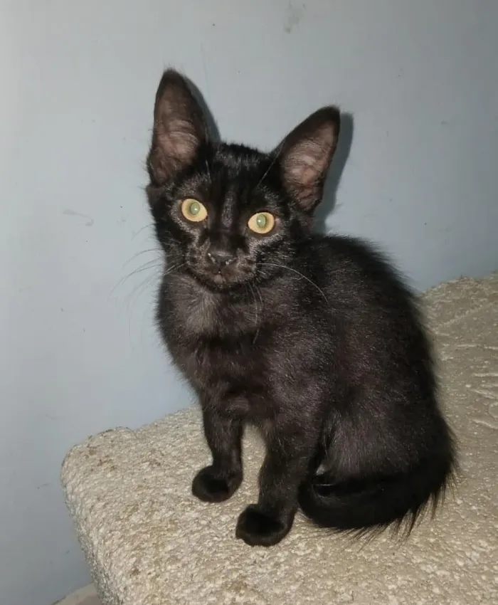 Gato raça SRD-ViraLata idade 2 a 6 meses nome Fofinha 