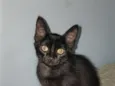Fofinha
