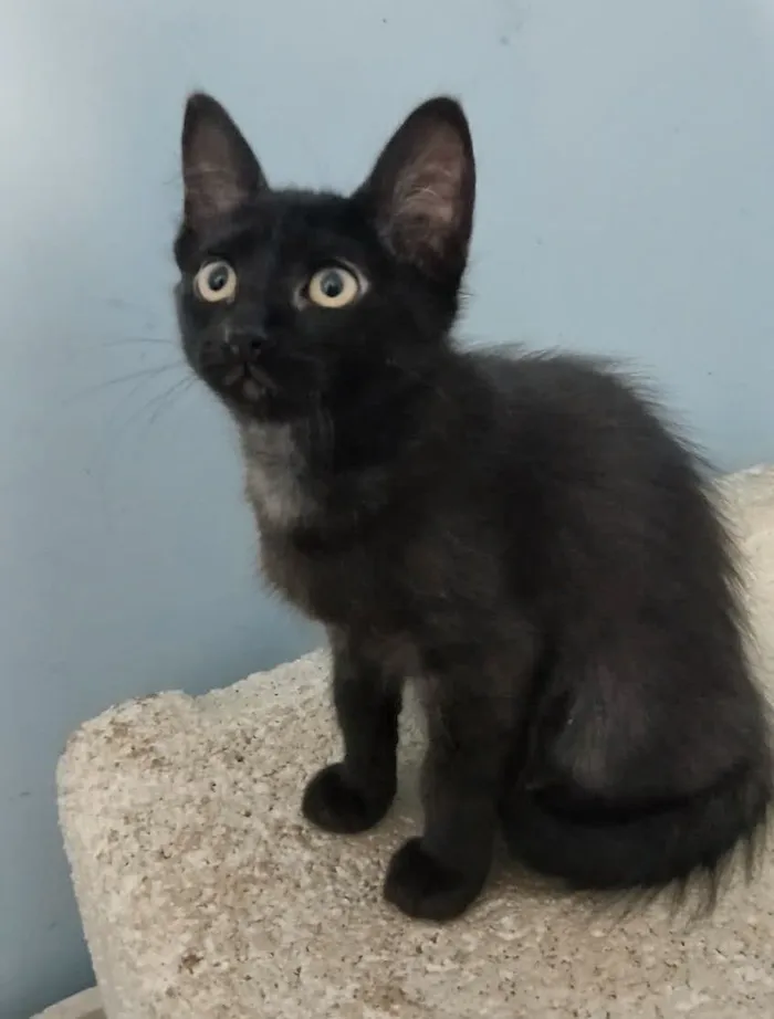 Gato raça SRD-ViraLata idade 2 a 6 meses nome Fofinha 