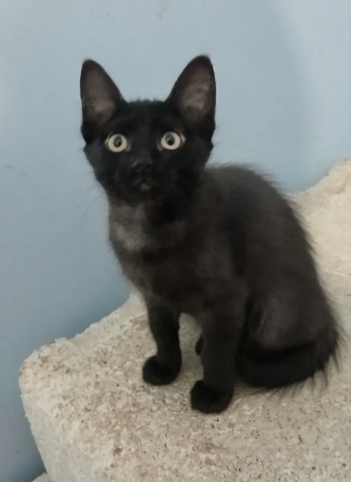Gato raça SRD-ViraLata idade 2 a 6 meses nome Fofinha 