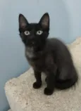 Fofinha