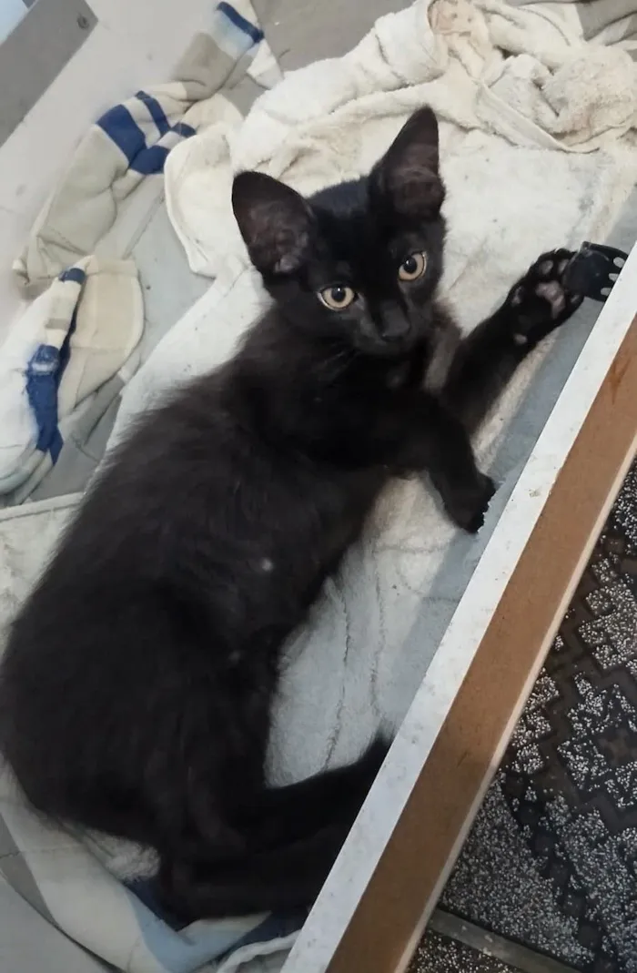 Gato raça SRD-ViraLata idade 2 a 6 meses nome Fofinha 
