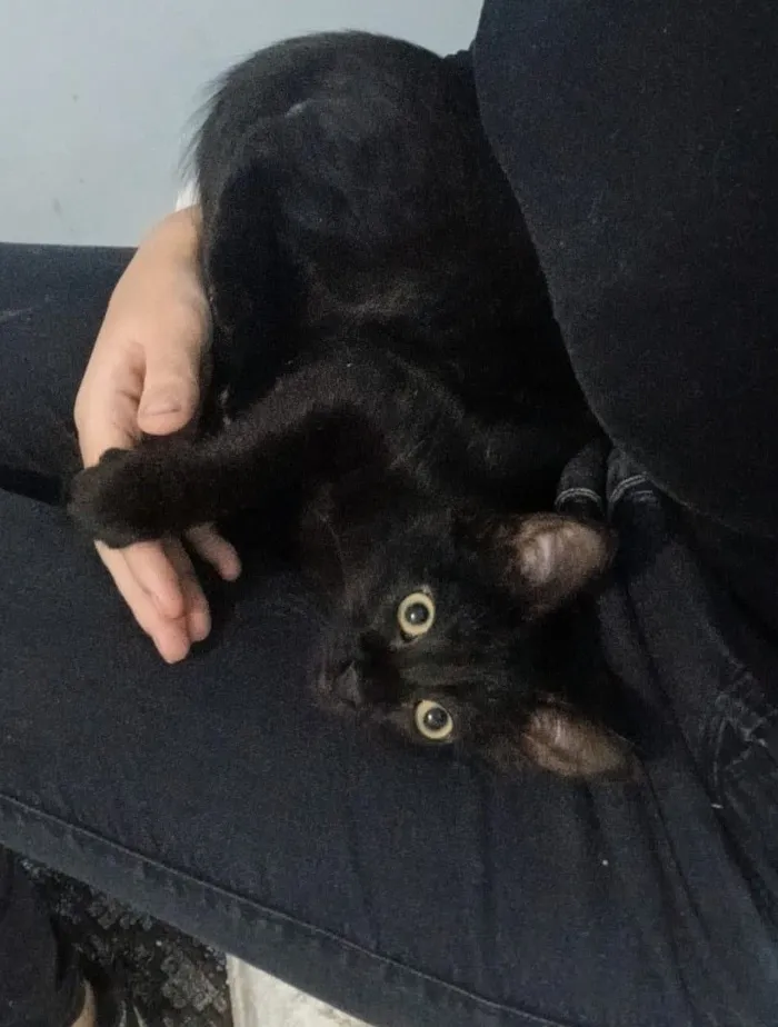 Gato raça SRD-ViraLata idade 2 a 6 meses nome Fofinha 