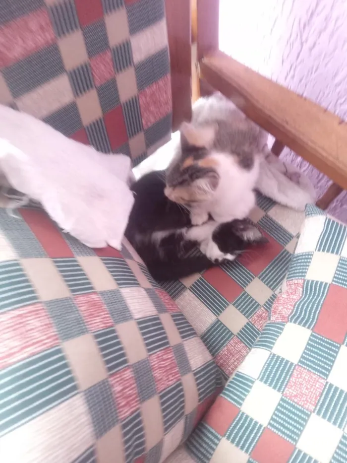 Gato raça SRD-ViraLata idade 7 a 11 meses nome pretonha