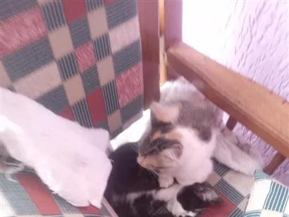 Gato raça SRD-ViraLata idade 7 a 11 meses nome pretonha