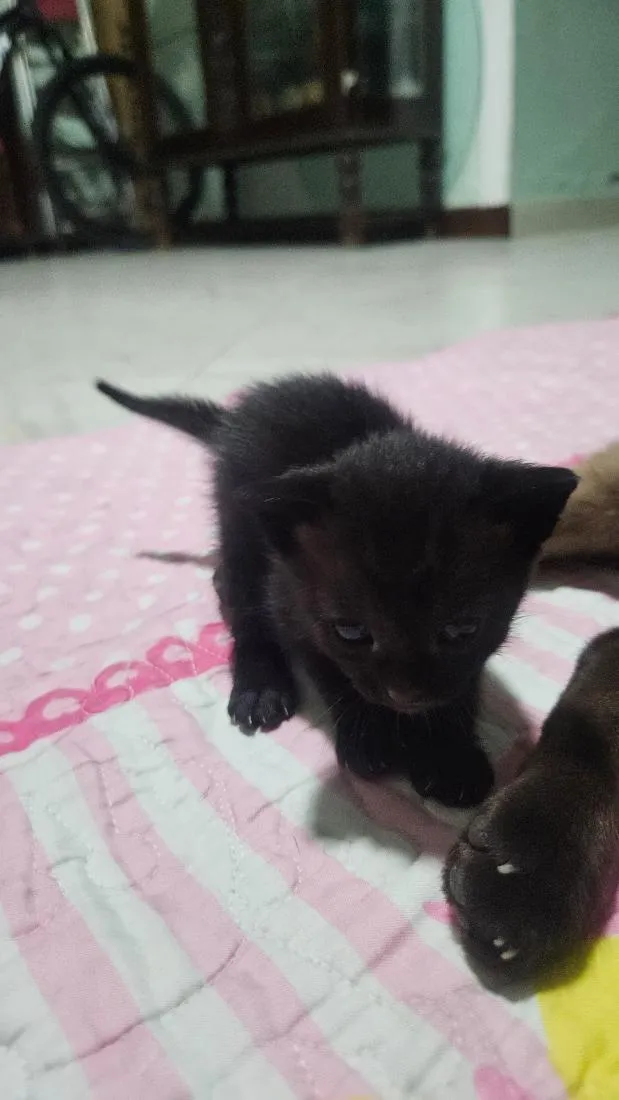 Gato raça SRD-ViraLata idade Abaixo de 2 meses nome pretcha