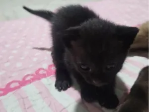 Gato raça SRD-ViraLata idade Abaixo de 2 meses nome pretcha