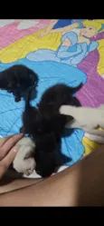 gatinhos 