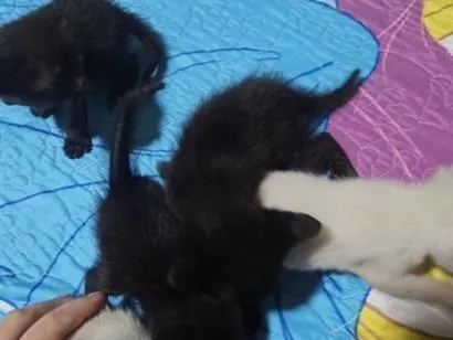 Gato raça SRD-ViraLata idade Abaixo de 2 meses nome gatinhos 