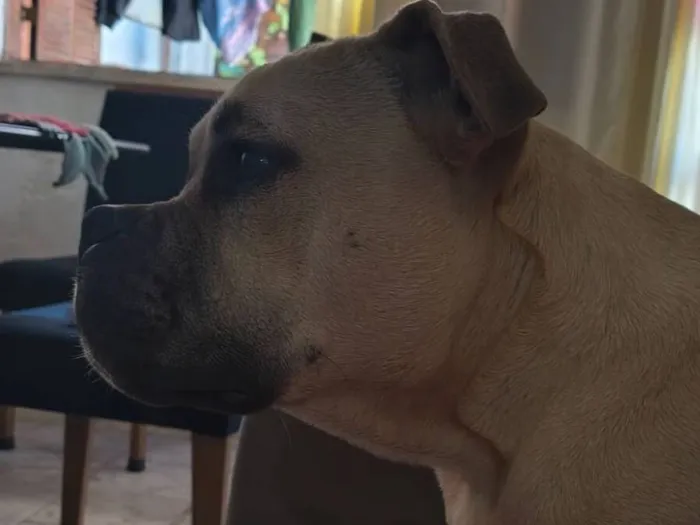 Cachorro raça American bully +Pit Monster idade 2 a 6 meses nome Gohan