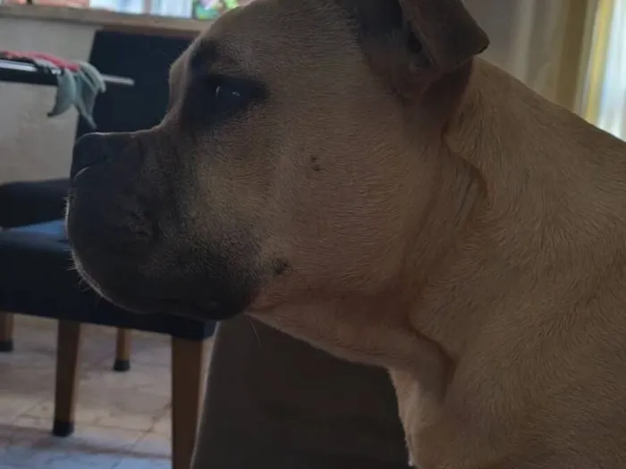 Cachorro raça American bully +Pit Monster idade 2 a 6 meses nome Gohan