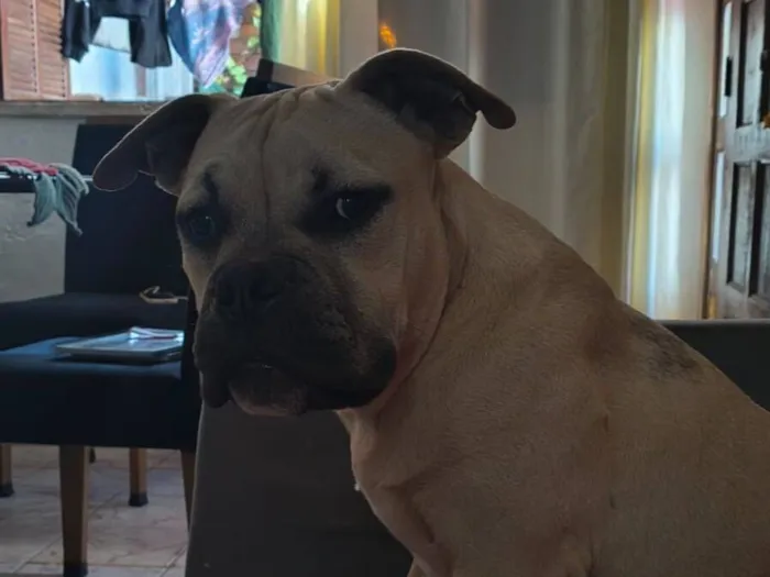 Cachorro raça American bully +Pit Monster idade 2 a 6 meses nome Gohan