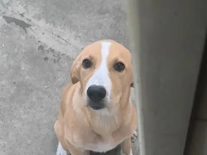 Cachorro raça SRD-ViraLata idade 7 a 11 meses nome Aurora