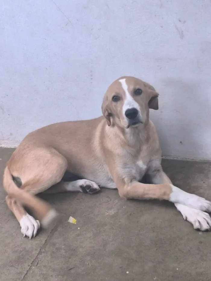 Cachorro raça SRD-ViraLata idade 7 a 11 meses nome Aurora