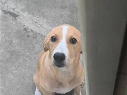 Cachorro raça SRD-ViraLata idade 7 a 11 meses nome Aurora
