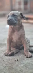 Caramelo 