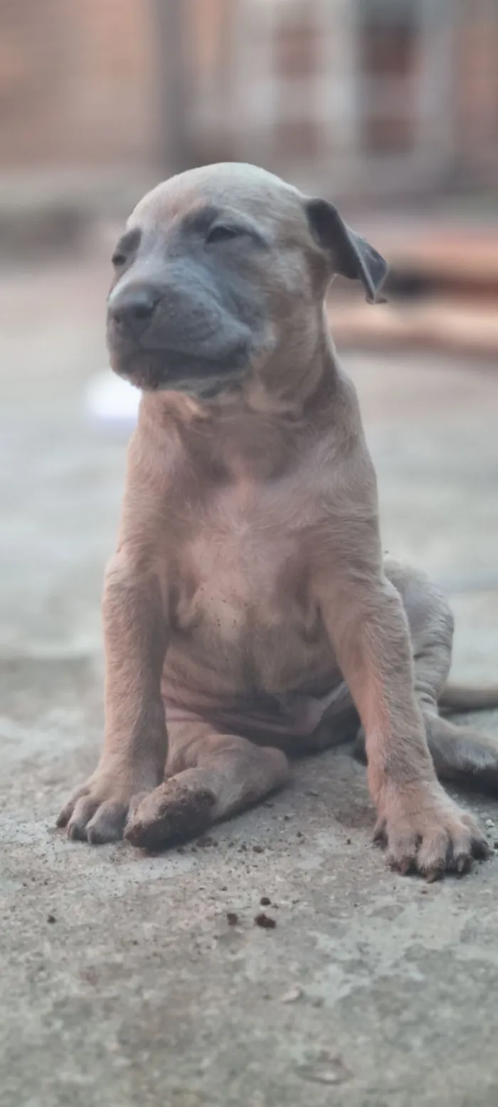 Cachorro raça SRD-ViraLata idade Abaixo de 2 meses nome Caramelo 