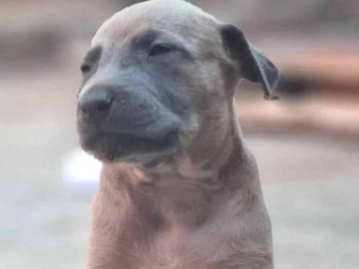 Cachorro raça SRD-ViraLata idade Abaixo de 2 meses nome Caramelo 