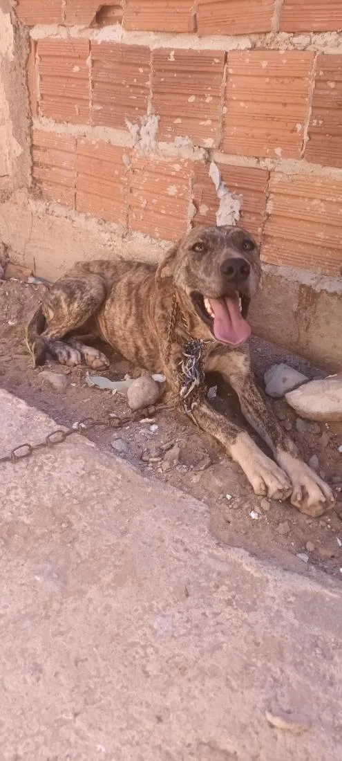 Cachorro raça Pit-Bull idade 2 anos nome Kira