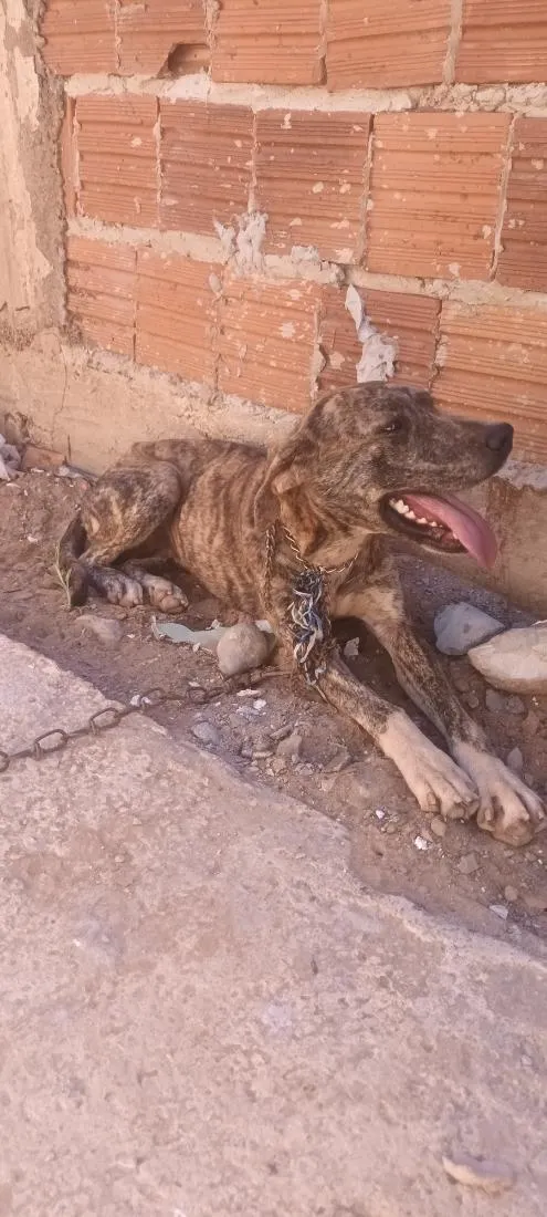 Cachorro raça Pit-Bull idade 2 anos nome Kira