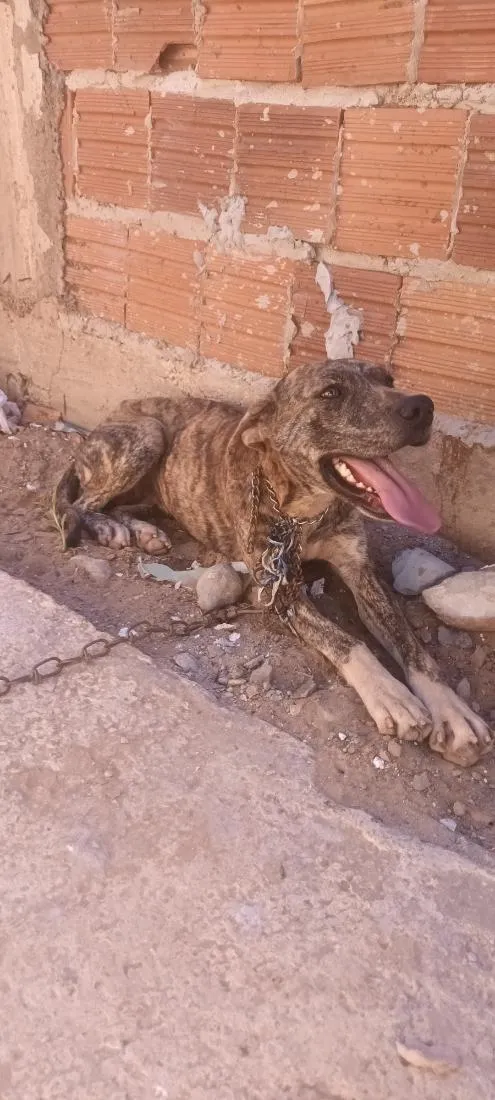 Cachorro raça Pit-Bull idade 2 anos nome Kira