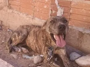 Cachorro raça Pit-Bull idade 2 anos nome Kira