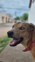Caramelo 