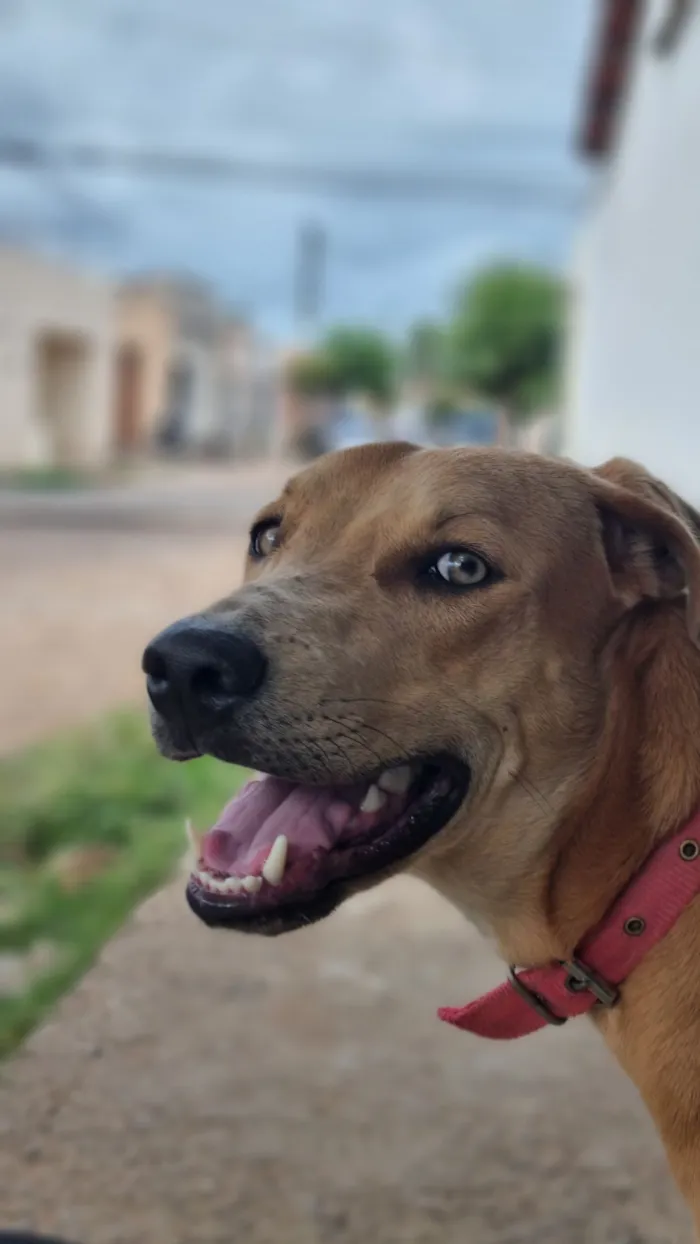 Cachorro raça SRD-ViraLata idade Abaixo de 2 meses nome Caramelo 