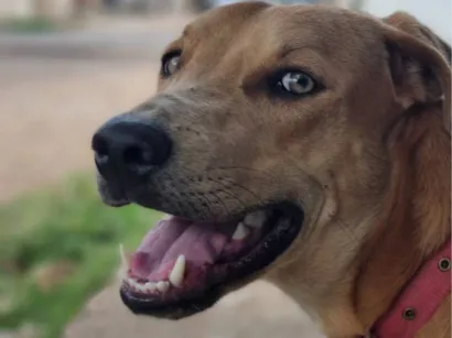 Cachorro raça SRD-ViraLata idade Abaixo de 2 meses nome Caramelo 