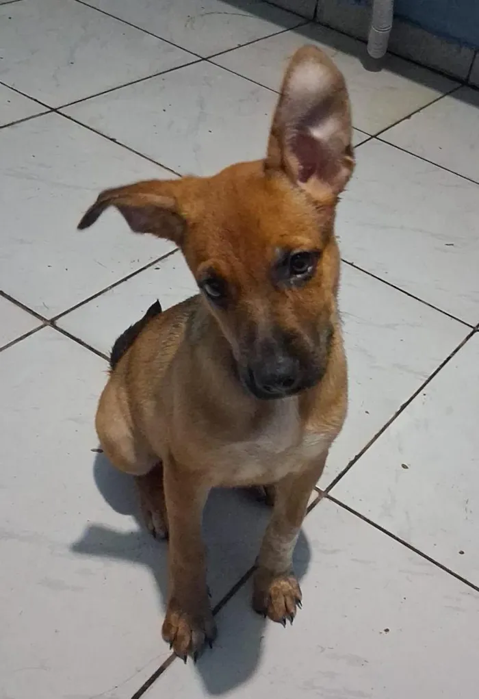 Cachorro raça SRD-ViraLata idade 2 a 6 meses nome brigite