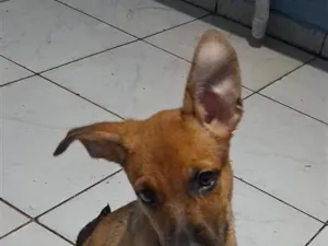 Cachorro raça SRD-ViraLata idade 2 a 6 meses nome brigite