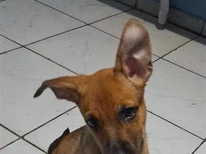 Cachorro raça SRD-ViraLata idade 2 a 6 meses nome brigite