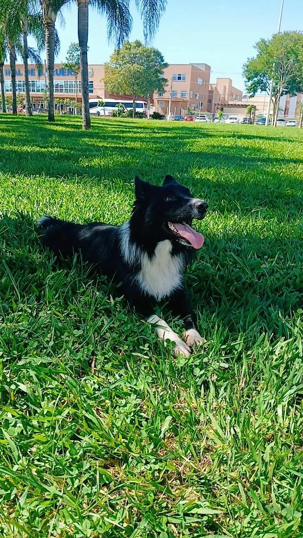 Cachorro raça Labrador idade 1 ano nome Pyke