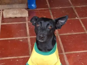 Cachorro raça SRD-ViraLata idade 1 ano nome Jade