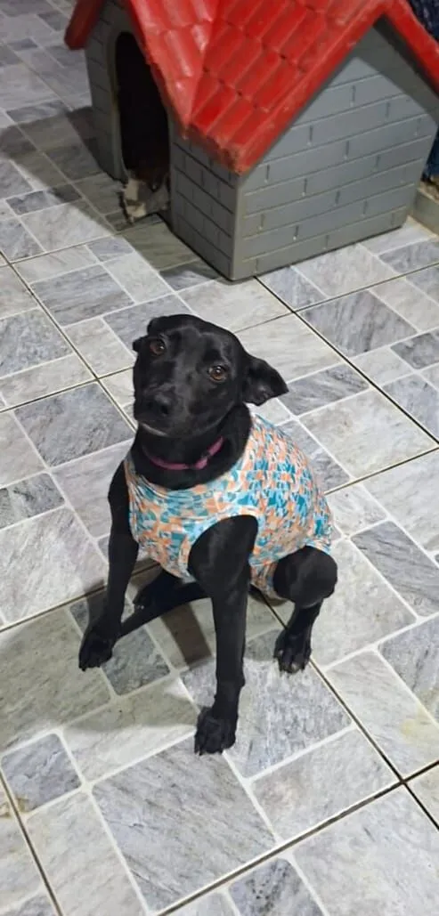 Cachorro raça SRD-ViraLata idade 1 ano nome Jade