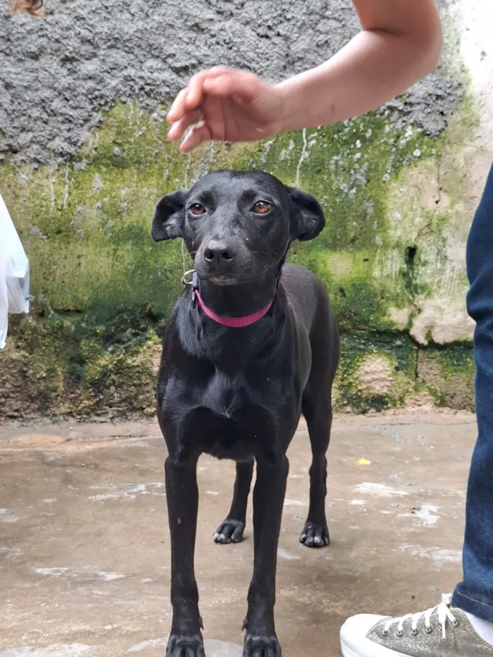 Cachorro raça SRD-ViraLata idade 1 ano nome Jade