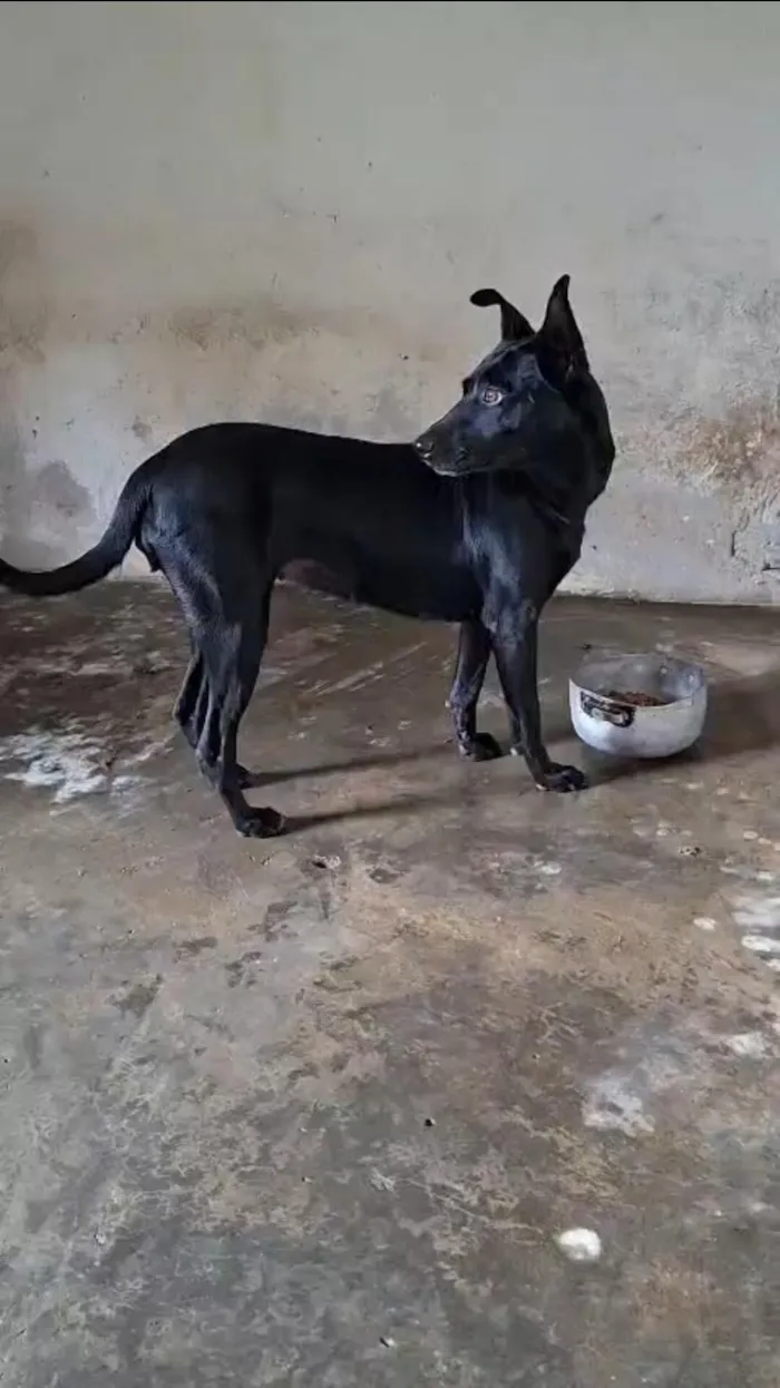 Cachorro raça SRD-ViraLata idade 1 ano nome Jade