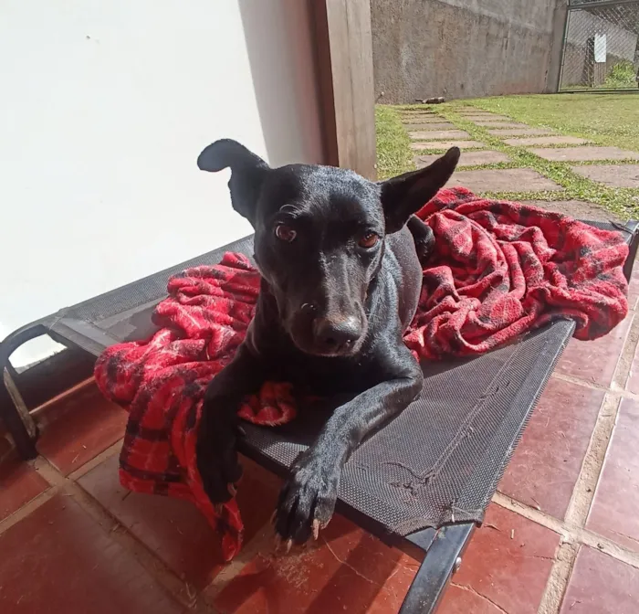Cachorro raça SRD-ViraLata idade 1 ano nome Jade