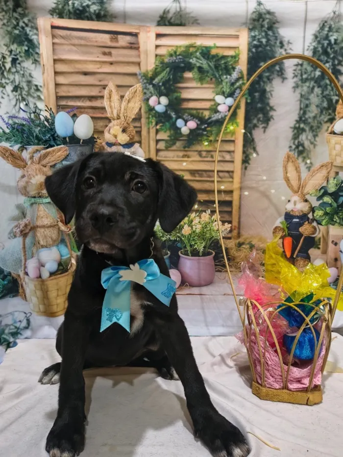 Cachorro raça SRD-ViraLata idade 2 a 6 meses nome Pandora 