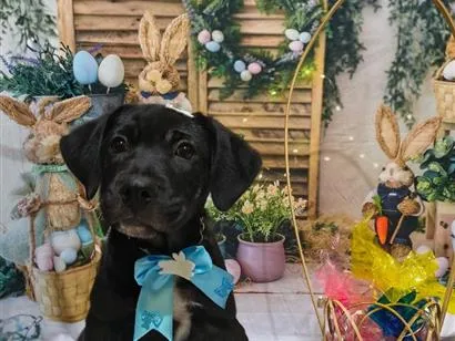 Cachorro raça SRD-ViraLata idade 2 a 6 meses nome Pandora 