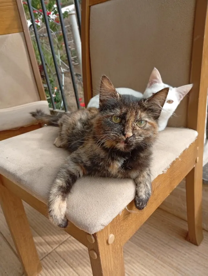 Gato raça SRD-ViraLata idade Abaixo de 2 meses nome não tem nome ainda