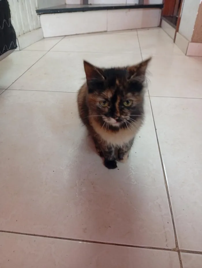 Gato raça SRD-ViraLata idade Abaixo de 2 meses nome não tem nome ainda
