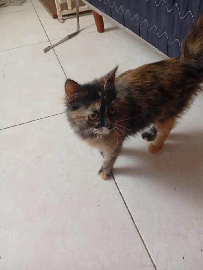 Gato raça SRD-ViraLata idade Abaixo de 2 meses nome não tem nome ainda