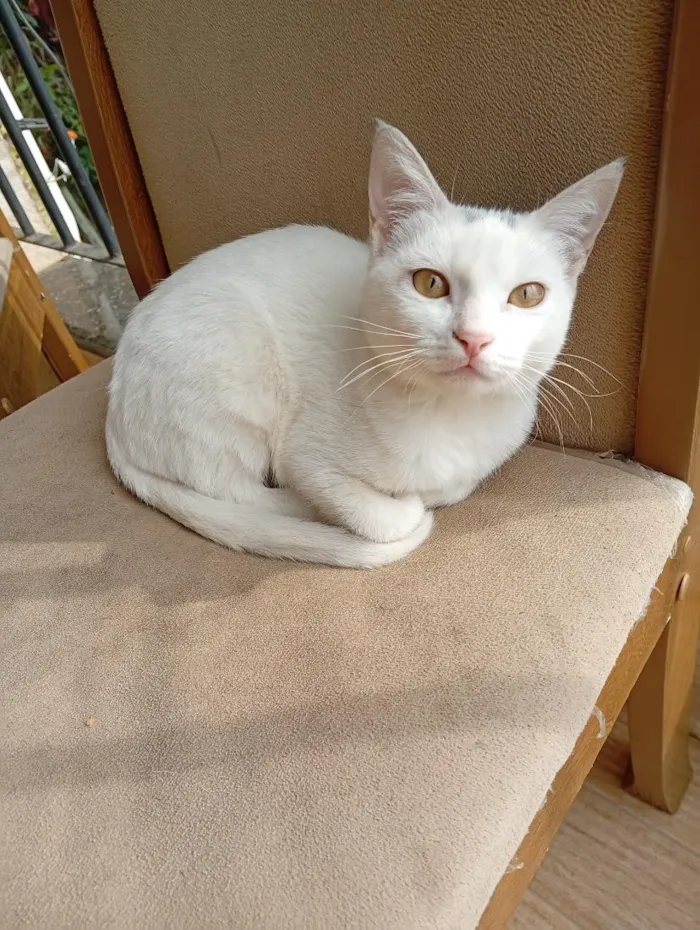 Gato raça SRD-ViraLata idade Abaixo de 2 meses nome não tem nome ainda