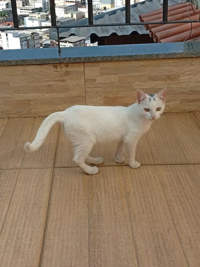 Gato raça SRD-ViraLata idade Abaixo de 2 meses nome não tem nome ainda