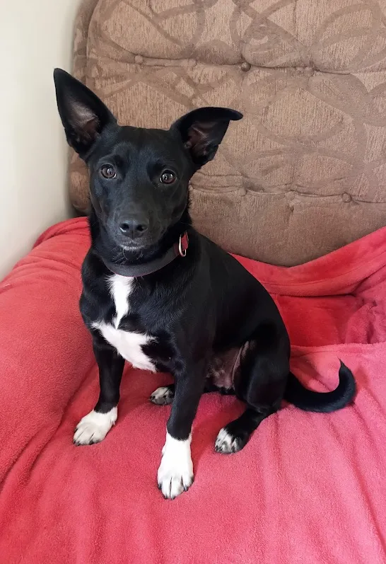 Cachorro raça SRD-ViraLata idade 2 anos nome Mike