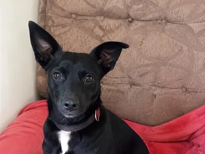 Cachorro raça SRD-ViraLata idade 2 anos nome Mike